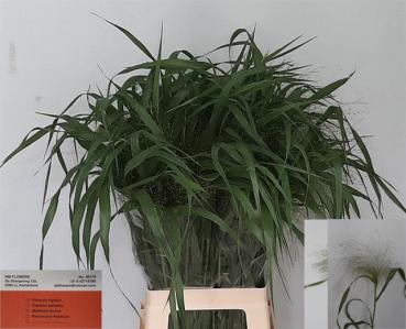 Vollsortiment - Panicum, Rutenhirse